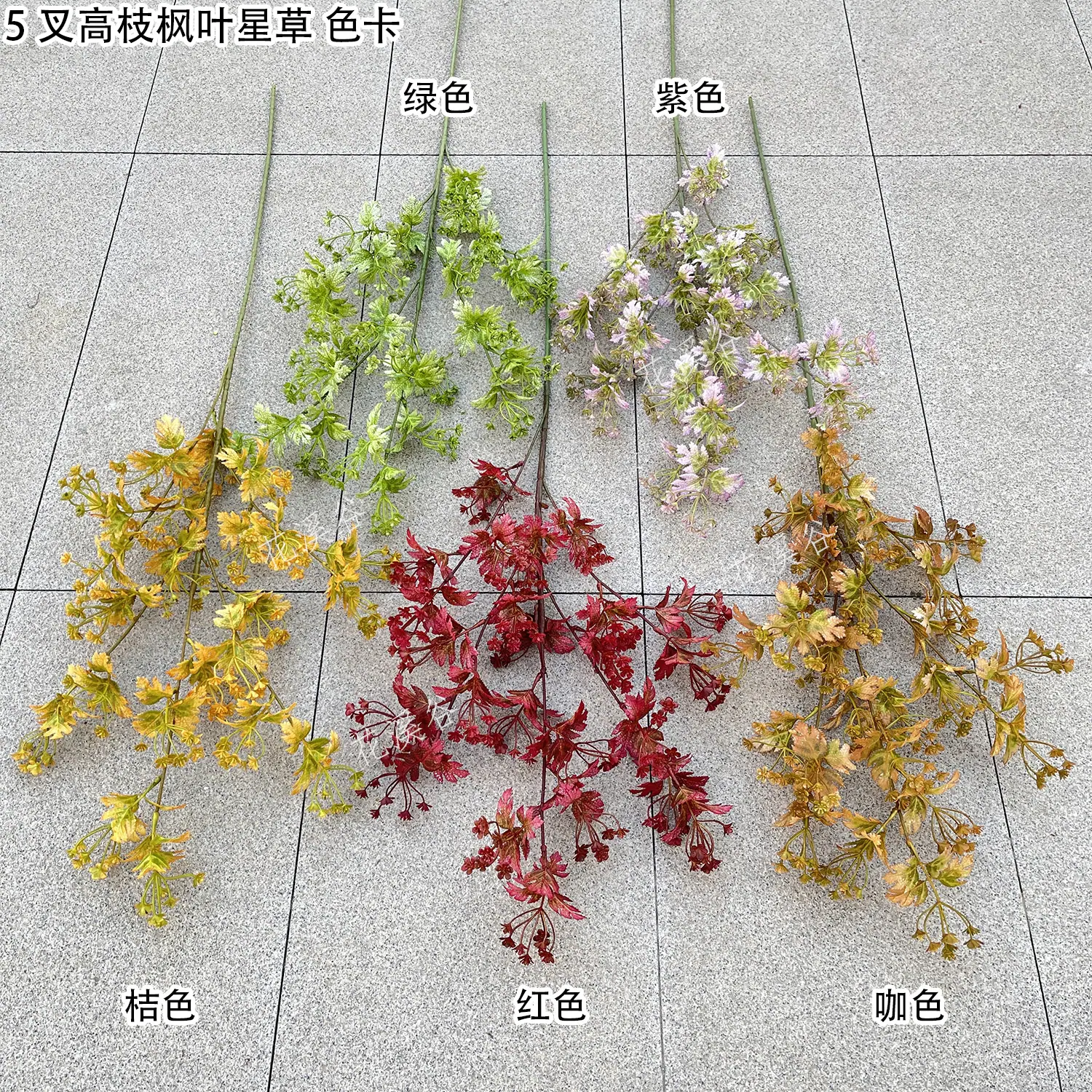 5叉高枝枫叶星草 色卡 3.8 花溪谷.jpg