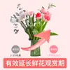 Comprimidos Desinfetantes Especiais para Plantas Verdes e Flores, Comprimidos Efervescentes de Dióxido de Cloro 100g, Conservação de Flores, Prolongando o Período de Floração, Dropshipping