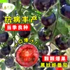 Shandong Shouguang enciclopedia de semillas de hortalizas mayorista fuente de semillas de melón y frutas fabricantes soporte para las cuatro estaciones primavera y verano envío directo