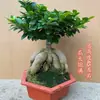 Mudas de Bonsai de Tronco de Árvore Perene de Quatro Estações Plantas de Interior Ginseng Banyan Ficus de Folha Pequena Árvore em Vaso Novo Trigo Artificial Resistente ao Frio Taibo