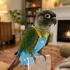 Cuerda de Sujeción para Pájaros, Correa Elástica para Pasear Pájaros al Aire Libre, Adecuada para Periquitos, Cacatúas y Agapornis