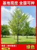 Envío directo de plantones de ginkgo con hojas verde doradas tempranas, adecuados para plantar en patios y villas, se pueden cultivar tanto en el norte como en el sur, grandes árboles ornamentales paisajísticos en macetas