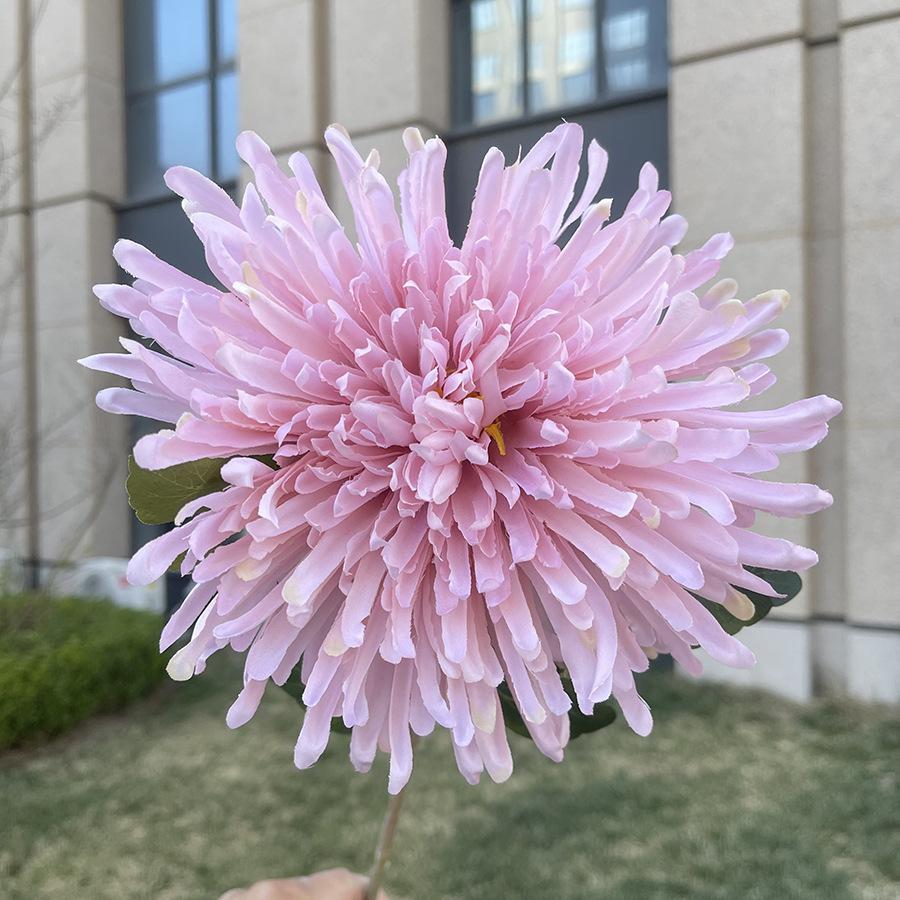 单支龙爪菊-wxysjx-浅粉紫.JPG