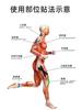 Cinta Muscular Transfronteriza, Vendaje de Levantamiento, Cinta para el Pecho, Cinta Facial, Cinta Intramuscular, Cinta Muscular Efectiva, Cinta de Soporte para Hombro y Rodilla, Cinta Deportiva