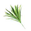 Ventas Directas de Fábrica Paredes de Plantas Simuladas Accesorios de Decoración de Paredes de Plantas Verdes Hierba Orquídea Araña Individual Hojas de Orquídea Araña con Borde Dorado