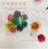 Material Japonés Natural Vegetal Fragante Flor Seca Arte de Uñas BLC Flor de Cinco Pétalos Color Mixto Floral Pequeño Decoración DIY para Uñas