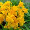Bulbos de aliso de doble flor, fresia, semillas de nardo para balcón, plantas perennes para interiores y exteriores.