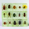 Nuevo Modelo 2026 en Stock: Araña Luminiscente Nocturna, Escorpión, Espécimenes de Insectos, Juguetes Educativos, Manualidades de Insectos en Ámbar