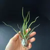 Showtime Rolo de Polvo Fornecimento Direto do Fabricante Base Cabelo Liso Ar Abacaxi Planta Sem Solo Planta Preguiçosa Novidade