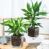 Plantas hidropónicas, Reina Ruyi, plantas en maceta, potos, plantas de interior, gardenia, palma roja, rojo auspicioso, flores verde jade