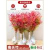 Dropshipping Flame Nandina - Plantas jóvenes en macetas antiguas para sala de estar, plantas verdes para patio interior y exterior, de pie, fáciles de mantener y resistentes al calor.