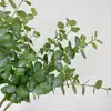 Eucalipto Artificial de Hojas de Dinero Transfronterizo Decoración para el Hogar y Bodas Flores Artificiales Plantas Verdes Hierba de Dinero Venta al Por Mayor Plantas Verdes