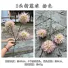 Arranjo Floral Decorativo Suave: Dente-de-leão Artificial com 3 Bolas de Cebola, Flor de Cebola, Hortênsia, Decoração de Casamento e Casa, Flores Artificiais para Atacado