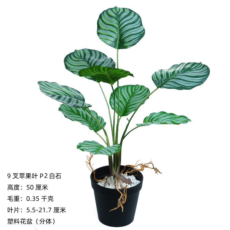 9叉带须苹果叶P2白石