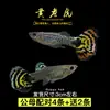 Guppies de Raça Pura, Peixes Ornamentais de Água Doce Pequenos, Peixes Tropicais Fáceis de Criar, Peixes Vivos, Peixes Limpadores, Kinguios Zebra, Peixes Pequenos, Alevinos