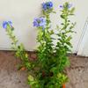 Plántulas de Enredadera Trepadora Copo de Nieve Azul Florales de Jardín con Tierra Macetas Extra Grandes Plantas Resistentes al Calor Enredaderas de Balcón Floreciendo en Todas las Estaciones