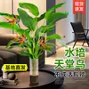Ave del Paraíso Planta Hidropónica Sala de Estar Casa Próspera Planta Verde Interior Strelitzia Reginae Todo el Año Absorción de Formaldehído Oficina Escritorio Planta en Maceta