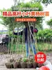 Mudas de buxo para drop-shipping, plantas pequenas de folha pequena em forma de pirulito de caule único, tocos de árvore bonsai para paisagismo de jardim em vaso