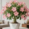 Planta em vaso rosa do deserto, pétalas duplas, floração quatro estações, planta madura, muda grande, adequada para pátio e varanda, tolerante à seca, fácil de cuidar, disponível para atacado este ano