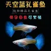 Peixe Guppy, Peixe Tropical, Peixe Ornamental Pequeno, Reprodução, Fêmeas Grávidas, Prontas para Dar à Luz, Fácil de Criar, Resistente e de Vida Longa, Guppies