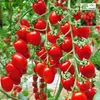 Tomate Cereza Semillas de Tomate Cereza Tomate Cereza Verdura Alumnos Arena para Plantar Maceta en Primavera y Cuatro Estaciones