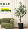 Planta de olivo en maceta para sala de estar interior, esquejes reales, planta grande en maceta, fácil de cuidar, adecuada para inauguración de casa y mudanza