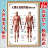 Diagrama esquemático del sistema musculoesquelético humano. Póster médico. Diagrama de la estructura del corazón. Póster hospitalario.