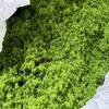 Alfombra de césped de polvo de musgo aglomerado para simulación, césped, muro de polvo de musgo preservado, paisajismo, jardinería, decoración suave, rocalla, mesa de arena, escaparate
