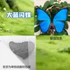 Especímenes de Mariposas Reales para Práctica, Mariposas Originales con Alas Sin Abrir, Materiales DIY para Espécimenes de Insectos, Mariposas Monarca, Insectos Originales, Mariposas Cola de Golondrina