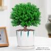 Evergreen Interior Balcón Patio Escarcha Plantas En Maceta Son Fáciles de Mantener y Viven en Escritorio Bonsái Verde Plantas Verdes Pinos