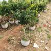 Dropshipping Plantones de Bayberry Injertados con Suelo Dongkui Bayberry Extra Grande Enano en Maceta Plantación en Tierra Sur del Año