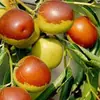 Dropshipping de Mudas de Jujuba Guoguang para Plantio em Jardins do Norte e do Sul, Mudas de Jujuba Doce e Crocante Enxertadas em Vasos com Frutas Extra-Grandes