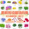 Impresión de Golpes de Planta Flores Frescas Materiales Florales Hierba para Frotar Materiales Pegatinas Martilleo de Flores Plantas Verdes Frescas Árbol Lei De Zhu