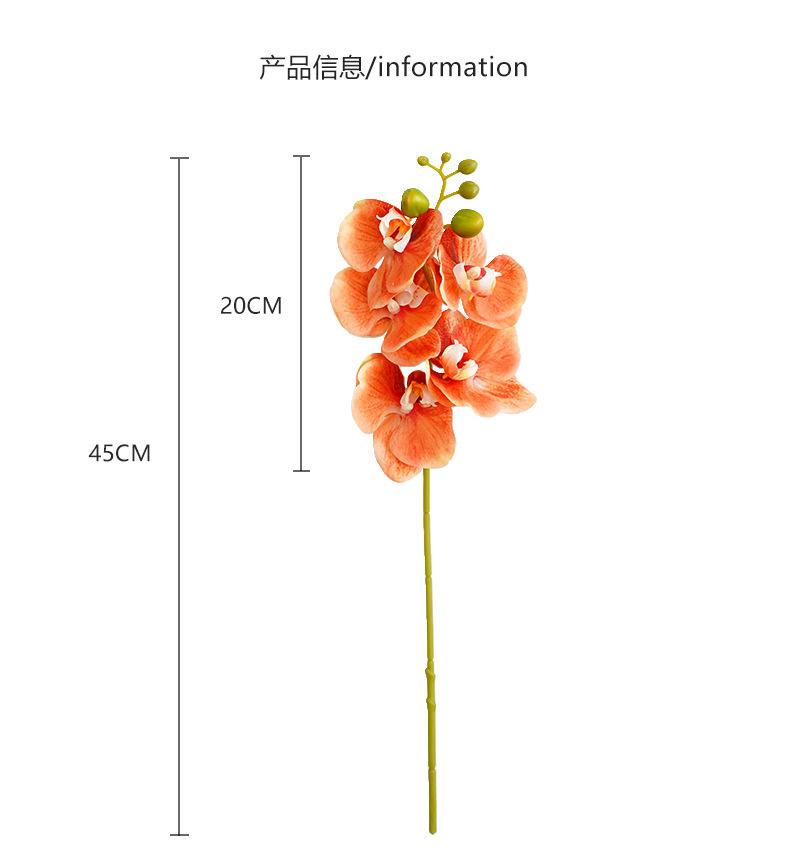 洛尘五头蝴蝶兰_05.jpg