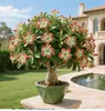Rosa de pétalos dobles, planta del desierto, planta en maceta, planta de floración de cuatro estaciones, tolerante a la sequía, adecuada para patio, interior, balcón, bonsái, fácil de cuidar y florece
