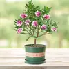 Orquídea Phalaenopsis, Planta Ornamental de Interior, Planta Resistente ao Frio, Planta Florífera, Tronco Velho com Botões, Mudas de Flores Grandes e Pequenas, Planta em Vaso, Bonsai de Fragrância Forte