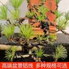 Fio de Alumínio e Tiras de Alumínio para Modelagem de Bonsai, Usados para Estilizar Ciprestes, Flores e Plantas de Jardinagem, Tiras de Alumínio Pretas e Ferramentas de Fio