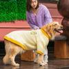 Ropa para Perros Otoño e Invierno Ropa para Mascotas Franela a Cuadros Ropa Cálida para Border Collies, Golden Retrievers, Perros Medianos y Grandes