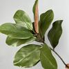 Hoja de magnolia de simulación en stock al por mayor simulación hoja de capullo de tazón blanco decoración del hogar flor falsa rama de magnolia planta verde transfronteriza