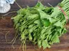 Fábrica de sementes de vegetais para quatro estações, barraca de atacado de sementes de vegetais direto da fábrica, cebolinha, coentro, alface de Xangai