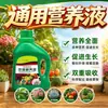 Solución nutritiva planta universal rábano verde rico bambú árbol de la fortuna carnoso cultivo de agua flores plantas verdes maceta flor fertilizante