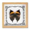 Marco de Fotos con Foto de Espécimen de Mariposa Real Pintura Decorativa Europea y Americana Marco de Fotos Retro DIY Decoración de Mesa para el Hogar Regalo de Cumpleaños Regalo