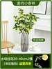 Plántulas de Osmanthus Hidropónico en Maceta, Plantas Cultivadas en Agua, Flores Frescas Cortadas de Osmanthus de Cuatro Estaciones, Plantas Verdes de Interior Fáciles de Cultivar, Florales, Cabello de Osmanthus