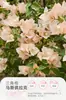 Plántulas de Buganvilia en Maceta con Flores, Plántulas Extra Grandes, Sakura Zhanghong, Interior Balcón, Floración Multitemporada, Enredadera de Alto Nivel