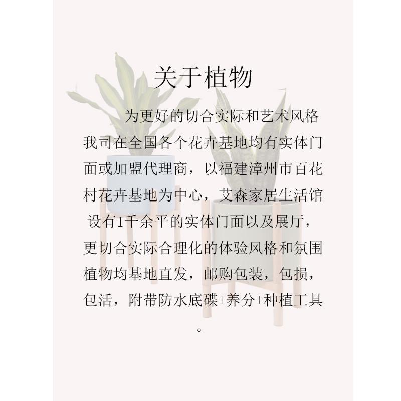 详情13