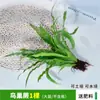 Plantas Verdes Pequeñas Mini, Podocarpus, Palma Blanca, Palma Roja, Potos, Bambú, Ciprés, Fragancia de Nueve Millas, Hierba de Red, Plántulas de Plantas Hidropónicas en Maceta