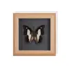 Set de Regalo con Espécimen de Mariposa Real, Mariposa Cola de Golondrina de Ojos Azules, Decoración 3D para Mujer, Regalo para Amigos, Materiales Didácticos, Marco de Fotos