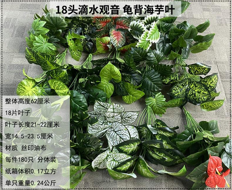 产品信息图-18头滴水观音 龟背海芋叶.jpg