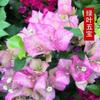 Bonsái Grande de Buganvilia de Flor Doble con Flores, Enviado en Múltiples Colores, Planta Trepadora de Floración Cuatro Estaciones