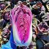 Las Semillas de Repollo Morado Son Ricas en Antocianinas. Semillas de Repollo Son Semillas de Verdura de Alto Rendimiento para Todas las Estaciones, Primavera, Otoño y Verano